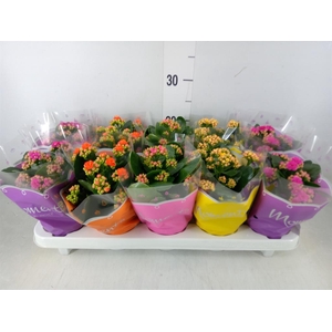 Kalanchoe blos.   ..rosebud mix  4