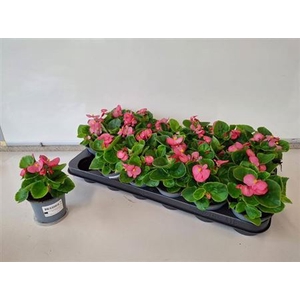 Begonia Semperflorens Grp overig
