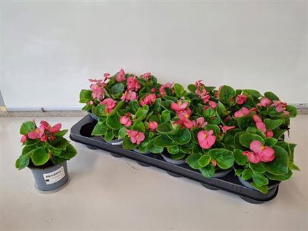 <h4>Begonia Semperflorens Grp overig</h4>