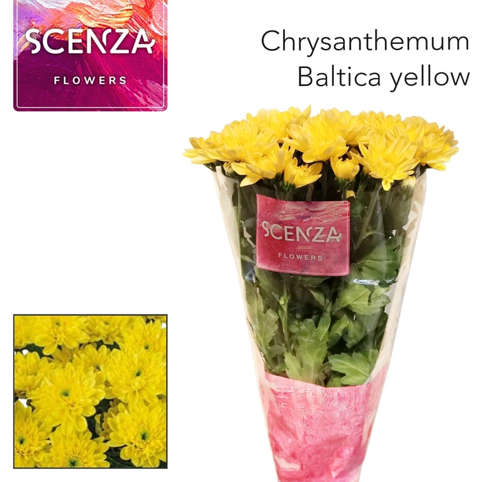 <h4>Chr T Baltica Yellow Scenza</h4>