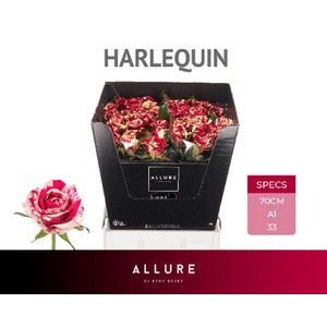 R Gr Harlequin Allure Berg