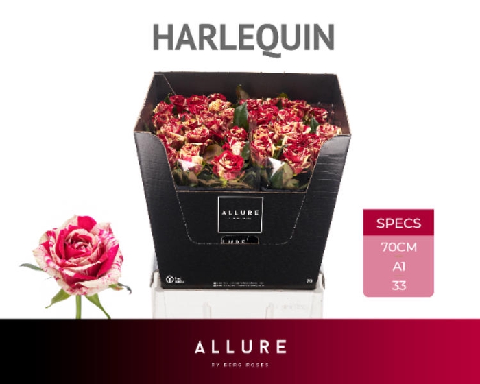 <h4>R Gr Harlequin Allure Berg</h4>