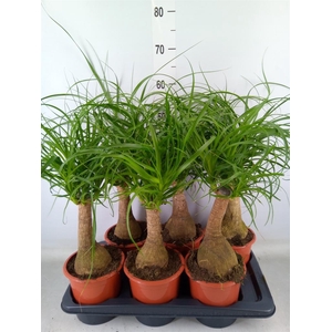 Beaucarnea recurvata