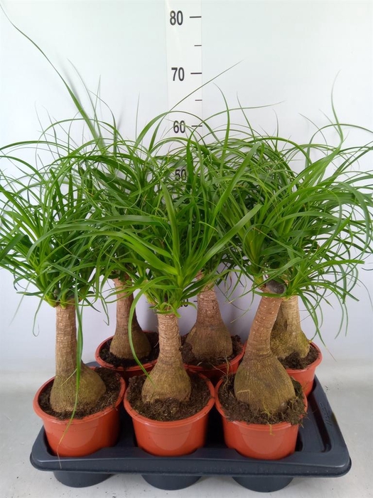 <h4>Beaucarnea recurvata</h4>