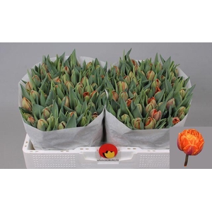 Tulipa Du Orange Princess