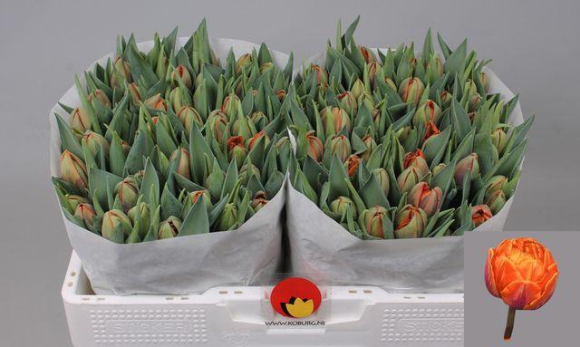 <h4>Tulipa Du Orange Princess</h4>