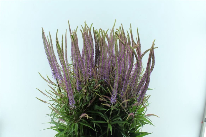 Veronicastrum Virg Fascination