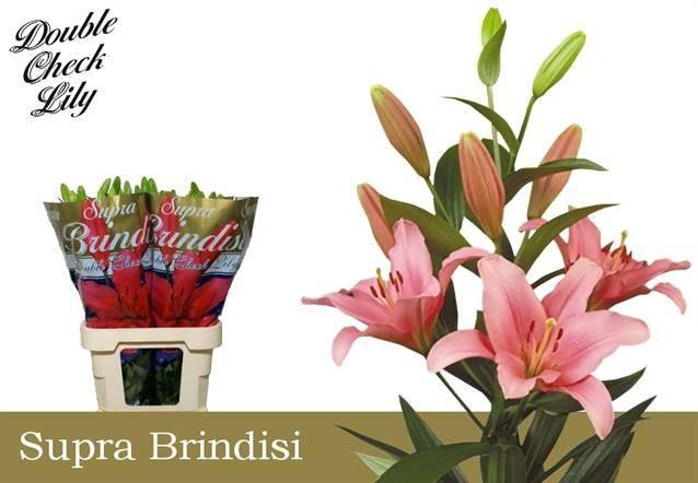 <h4>Lilium LA Brindisi</h4>