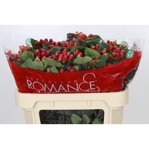 Hypericum True Romance Spray