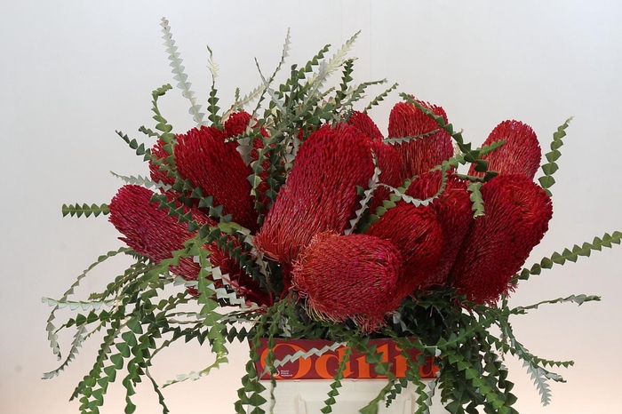<h4>Banksia Speciosa Red</h4>