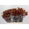 Kangaroo Paw Early Spring Indoor