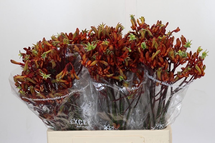 <h4>Kangaroo Paw Early Spring Indoor</h4>