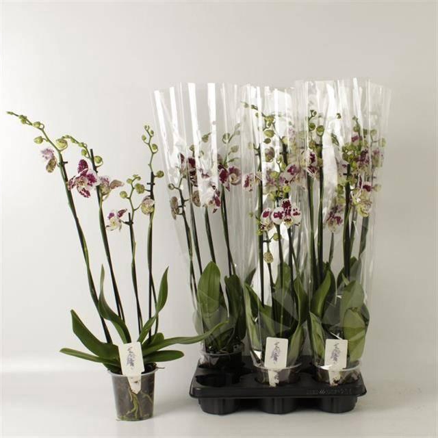 <h4>Phal An Marrakesh</h4>