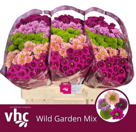 <h4>Chr S Mix Wild Garden</h4>