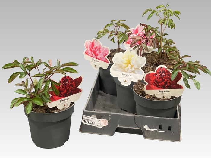 <h4>PAEONIA L GEM</h4>