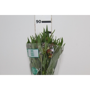 ALSTROEMERIA CHEERIO 080 CM