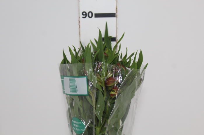 <h4>ALSTROEMERIA CHEERIO 080 CM</h4>