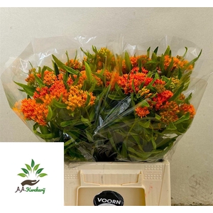 Ascl Tuberosa