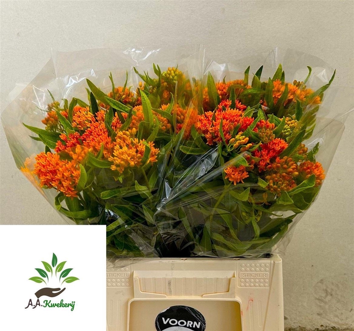 <h4>Ascl Tuberosa</h4>