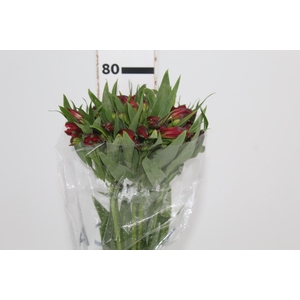 ALSTROEMERIA NATALYA 080 CM