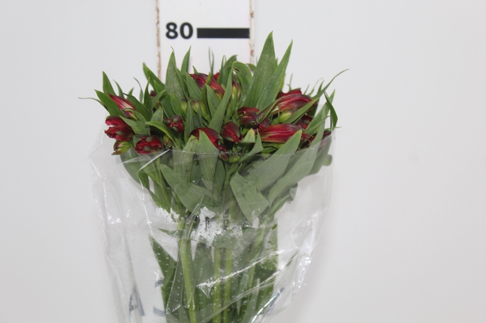 <h4>ALSTROEMERIA NATALYA 080 CM</h4>