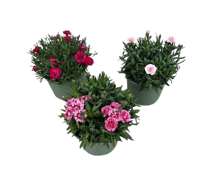 Dianthus caryophyllus