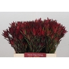 Leucadendron Blush Spray