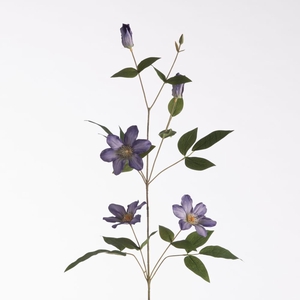 AF Clematis L82cm Purple
