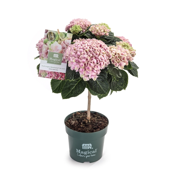 <h4>Hydrangea Magical® Flowertree Revolution roze 14 cm kop 4+ rijp 2/3</h4>