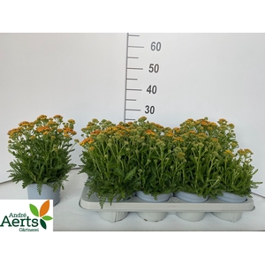 ACHI MILLEFOLIUM