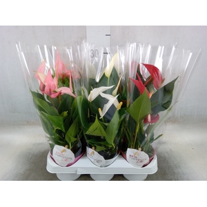 Anthurium   ...mix