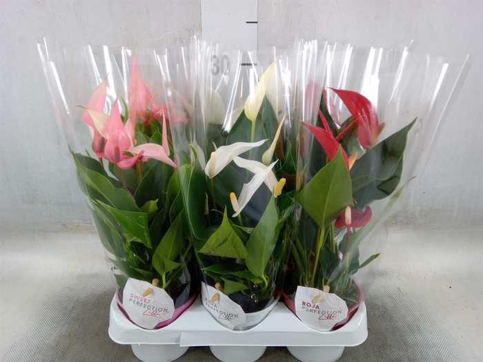 <h4>Anthurium   ...mix</h4>