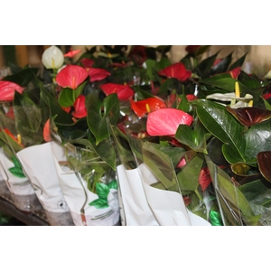 ANTHURIUM VARIADO P12