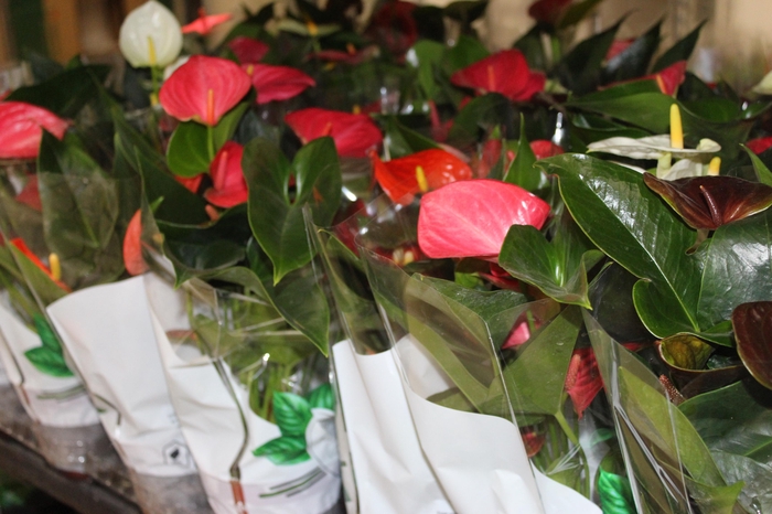<h4>ANTHURIUM VARIADO P12</h4>