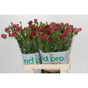 Ranunculus Magical Cinnamon