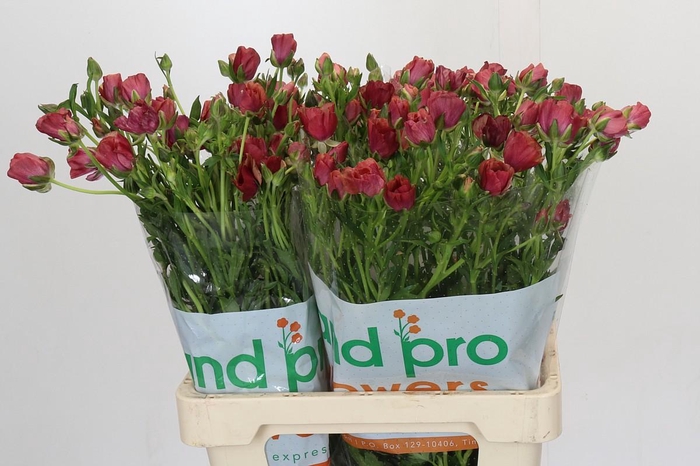 <h4>Ranunculus Magical Cinnamon</h4>