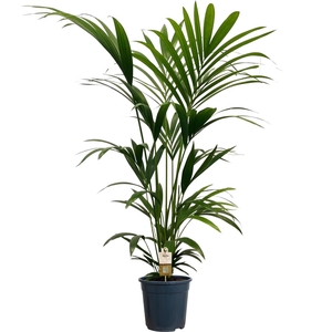 Howea forsteriana (Kentia) 5 pit 140-160cm