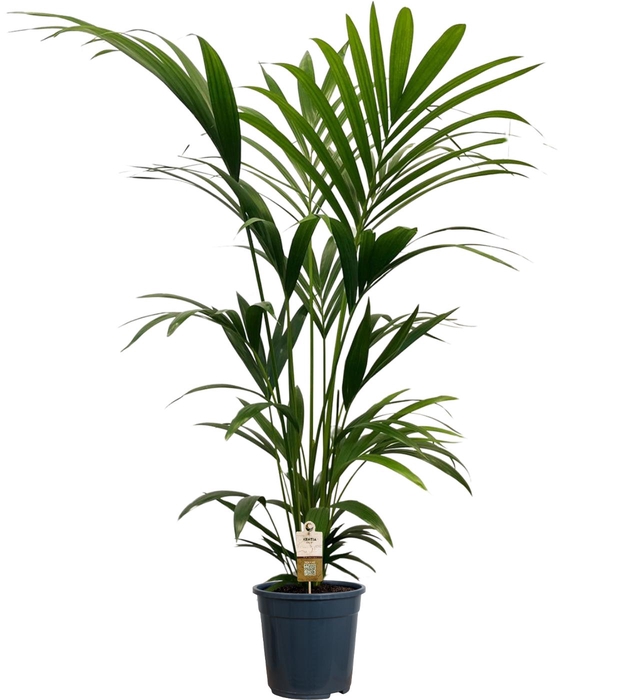 <h4>Howea forsteriana (Kentia) 5 pit 140-160cm</h4>