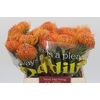 Nutans Ayoba Peach