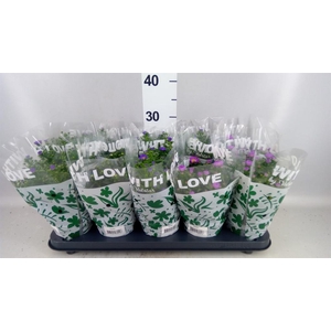 Aster n-b 'Starletta' ..mix