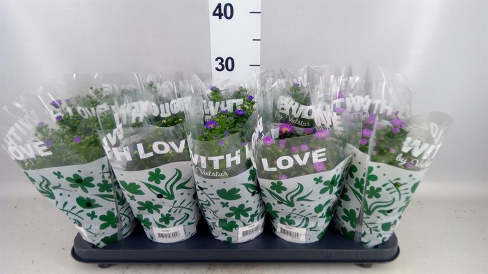 <h4>Aster n-b 'Starletta' ..mix</h4>