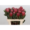 Protea Red Ice