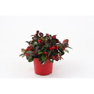 GAULTHERIA PROCUMBENS p12