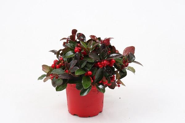 <h4>GAULTHERIA PROCUMBENS p12</h4>