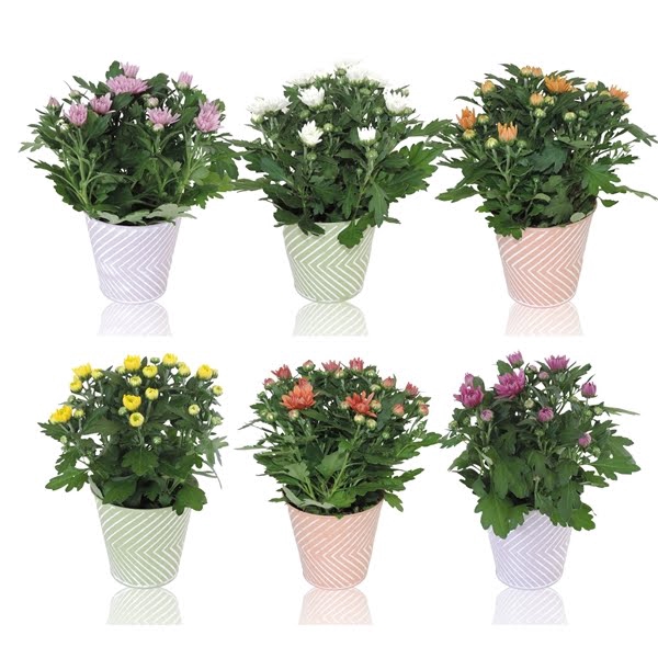 <h4>Collectie Wave Chrysant in zinken pot 12 cm</h4>