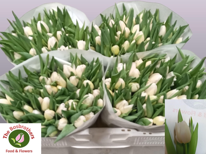 <h4>TU EN WHITE MARVEL</h4>