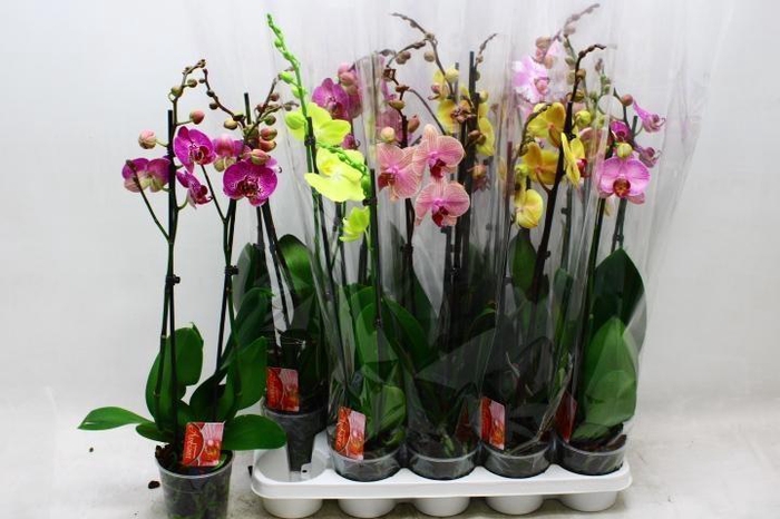 <h4>PHAL GEM 7 KL</h4>