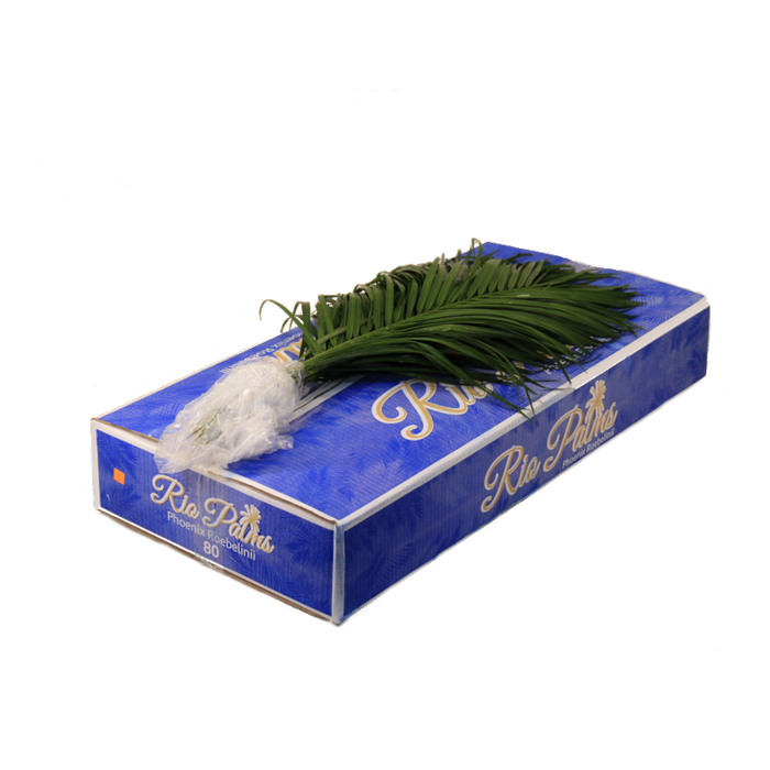 <h4>PHOENIX ROEBELINII 80 CM RIO PALMS</h4>
