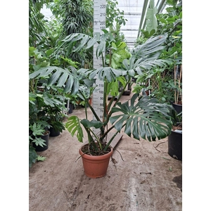 Monstera deliciosa