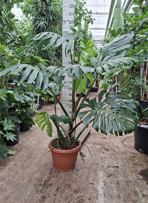 <h4>Monstera deliciosa</h4>